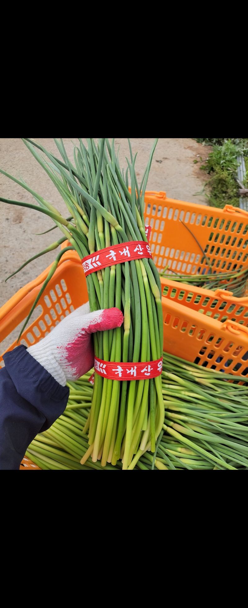 홍산농부님의 장터 판매 상품 [마늘쫑 1키로 ] 첨부 사진