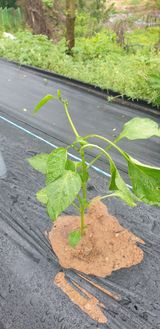 팜모닝 고추·파종•정식 게시글 이미지