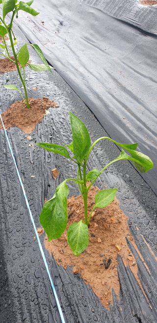 매화로님의 고추 · 파종•정식 작성글 사진