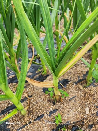 kis님의 마늘 · 병해충상담 작성글 사진