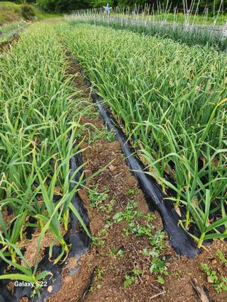 kis님의 마늘 · 병해충상담 작성글 사진