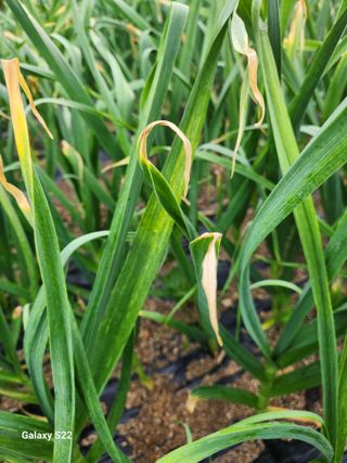 kis님의 마늘 · 병해충상담 작성글 사진