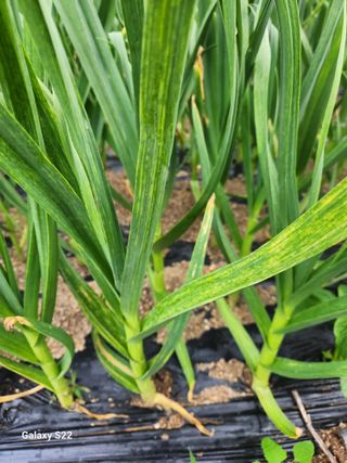 kis님의 마늘 · 병해충상담 작성글 사진