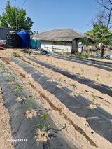 팜모닝 고추·영농일지 게시글 이미지