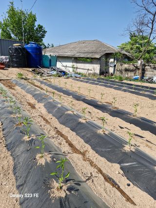 김관인님의 고추 · 영농일지 작성글 사진
