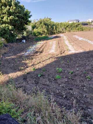 요리하는 메아리 님의 5월 내 작물 자랑하기 · 참여글 작성글 사진