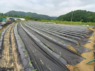 류대균님의 5월 내 작물 자랑하기 · 참여글 작성글 사진