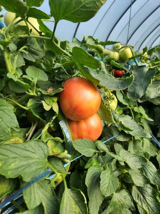 귀농알이님의 오이 · 자유게시판 작성글 사진