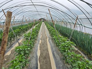 팜모님정보감사합니다님의 5월 내 작물 자랑하기 · 참여글 작성글 사진