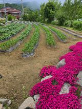 팜모닝 5월 내 작물 자랑하기·참여글 게시글 이미지