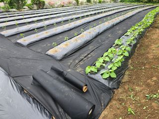 야양바다님의 5월 내 작물 자랑하기 · 참여글 작성글 사진