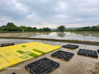 대왕소나무님의 벼 · 영농일지 작성글 사진