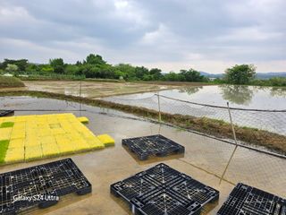 대왕소나무님의 벼 · 영농일지 작성글 사진