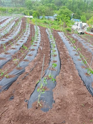 김영복님의 고추 · 영농일지 작성글 사진
