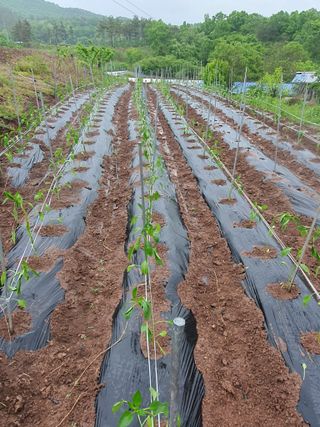 김영복님의 고추 · 영농일지 작성글 사진