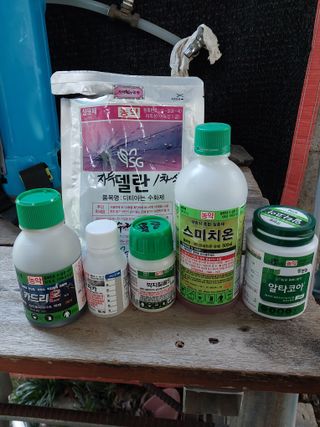 노영성님의 자두 · 영농일지 작성글 사진