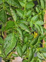 팜모닝 감자·병해충상담 게시글 이미지