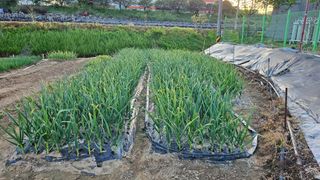 서연님의 5월 내 작물 자랑하기 · 참여글 작성글 사진