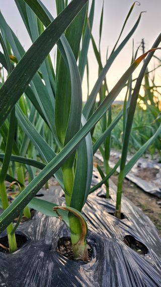 서연님의 5월 내 작물 자랑하기 · 참여글 작성글 사진