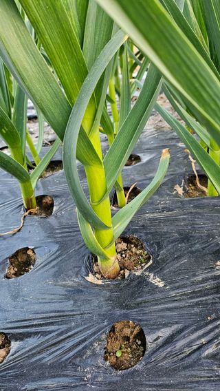 서연님의 5월 내 작물 자랑하기 · 참여글 작성글 사진
