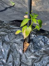 팜모닝 고추·병해충상담 게시글 이미지