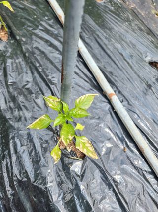 김 용희님의 고추 · 병해충상담 작성글 사진