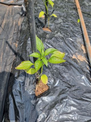 김 용희님의 고추 · 병해충상담 작성글 사진