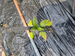 김 용희님의 고추 · 병해충상담 작성글 사진