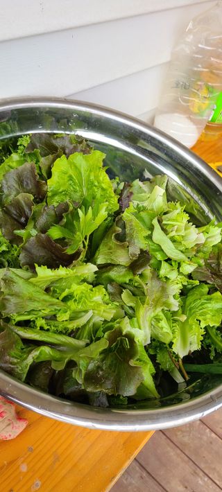 Mmebaik님의 고추 · 영농일지 작성글 사진