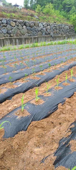 Mmebaik님의 고추 · 영농일지 작성글 사진