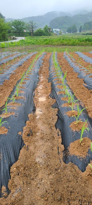 Mmebaik님의 고추 · 영농일지 작성글 사진