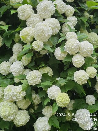 고골농장님의 5월 내 작물 자랑하기 · 참여글 작성글 사진