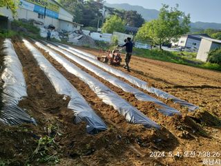 고골농장님의 5월 내 작물 자랑하기 · 참여글 작성글 사진