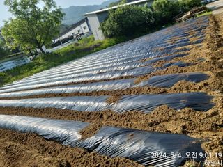 고골농장님의 5월 내 작물 자랑하기 · 참여글 작성글 사진