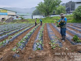 고골농장님의 5월 내 작물 자랑하기 · 참여글 작성글 사진