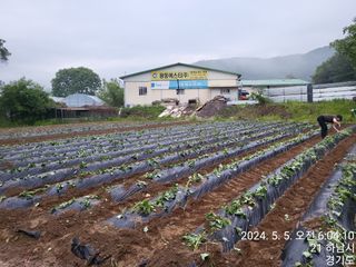 고골농장님의 5월 내 작물 자랑하기 · 참여글 작성글 사진
