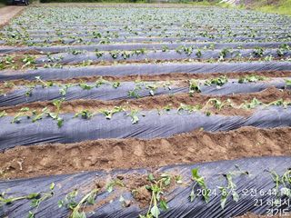 고골농장님의 5월 내 작물 자랑하기 · 참여글 작성글 사진