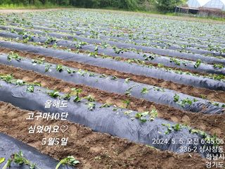고골농장님의 5월 내 작물 자랑하기 · 참여글 작성글 사진