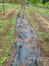 팜모닝 5월 내 작물 자랑하기·참여글 게시글 이미지