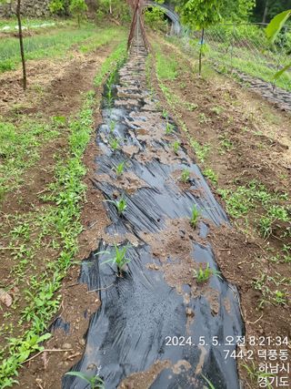 고골농장님의 5월 내 작물 자랑하기 · 참여글 작성글 사진