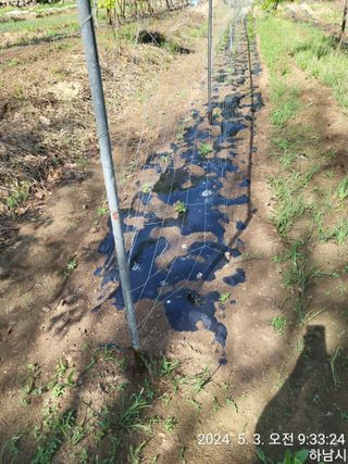 고골농장님의 5월 내 작물 자랑하기 · 참여글 작성글 사진