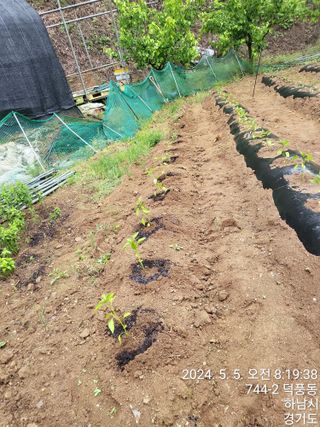 고골농장님의 5월 내 작물 자랑하기 · 참여글 작성글 사진