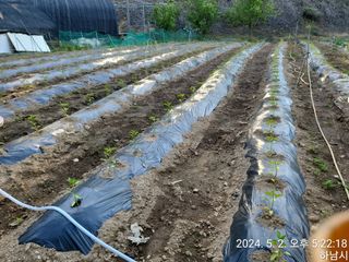 고골농장님의 5월 내 작물 자랑하기 · 참여글 작성글 사진