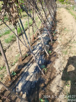 고골농장님의 5월 내 작물 자랑하기 · 참여글 작성글 사진