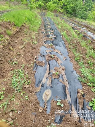 고골농장님의 5월 내 작물 자랑하기 · 참여글 작성글 사진