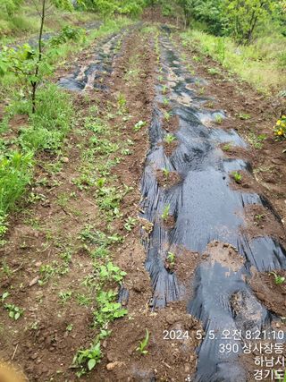 고골농장님의 5월 내 작물 자랑하기 · 참여글 작성글 사진