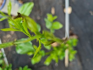 이문규님의 기타작물 · 병해충상담 작성글 사진