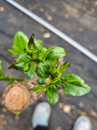 이문규님의 기타작물 · 병해충상담 작성글 사진