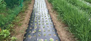 생명샘님의 자유주제 · 자유게시판 작성글 사진