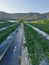 팜모닝 5월 내 작물 자랑하기·참여글 게시글 이미지